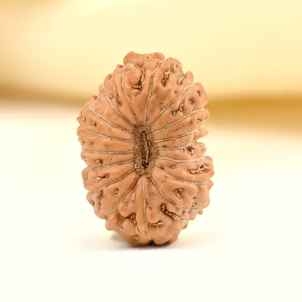 Techpandit_17_Mukhi_Rudraksha_Bead_From_Indonesia