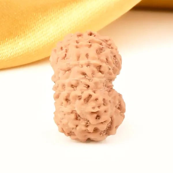14_Mukhi_From_Java_Indonesia_Small_Ccclxxxix
