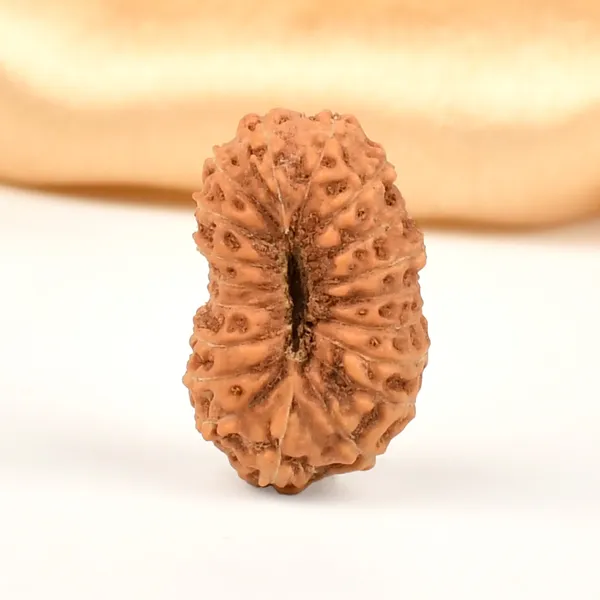 19_Mukhi_From_Java_Indonesia_Large_Lxiv