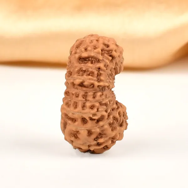 19_Mukhi_From_Java_Indonesia_Large_Lxiv