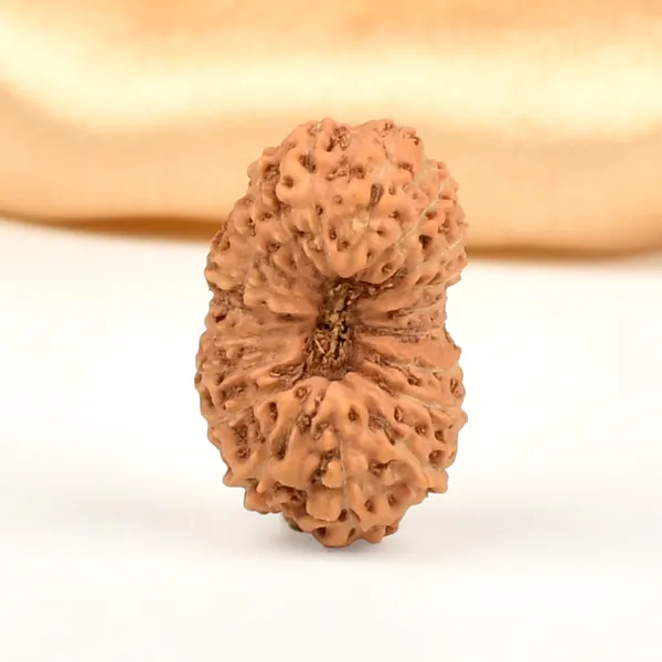 19_Mukhi_From_Java_Indonesia_Large_Lxiv