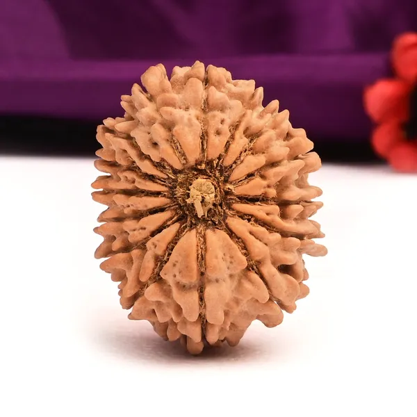 15_Mukhi_From_Nepal_Large_Xl