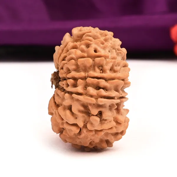 15_Mukhi_From_Nepal_Large_Xl