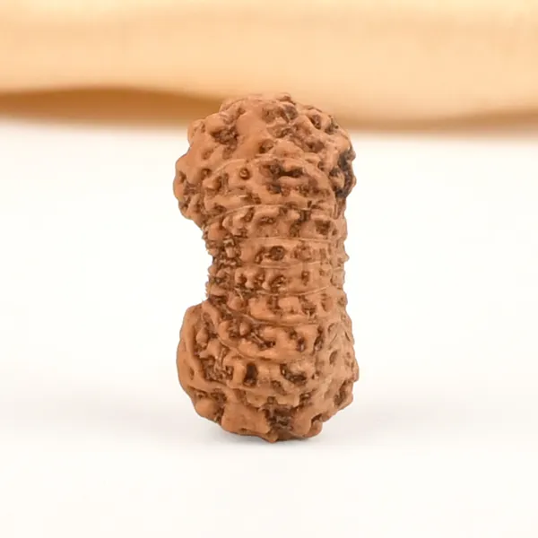 19_Mukhi_From_Java_Indonesia_Tiny_V
