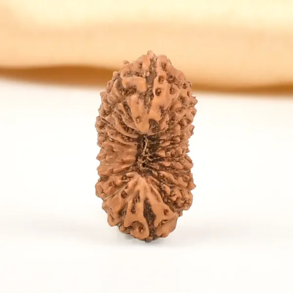 19_Mukhi_From_Java_Indonesia_Tiny_V