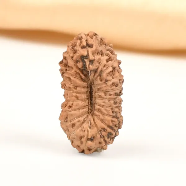 19_Mukhi_From_Java_Indonesia_Tiny_V