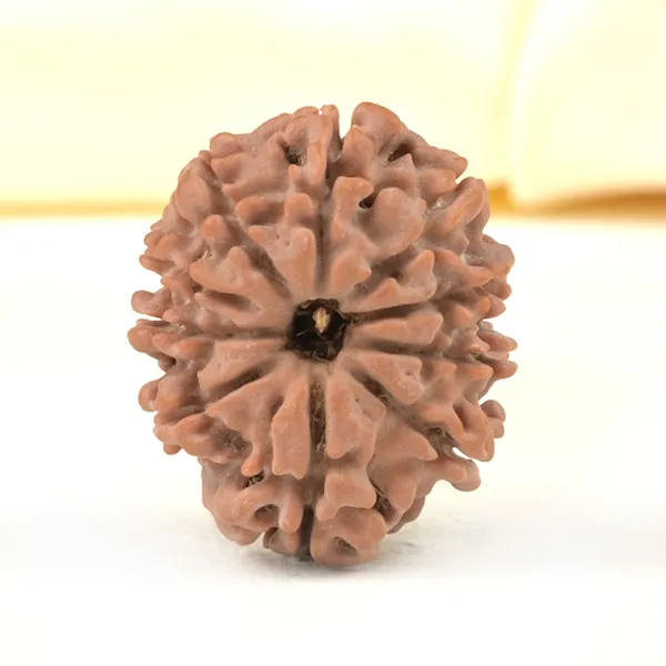 10_Mukhi_From_Nepal_Small_Cdxix