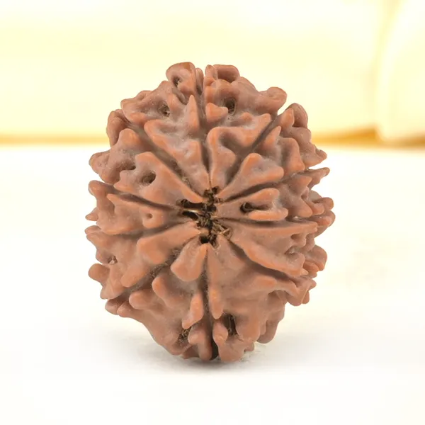 10_Mukhi_From_Nepal_Small_Cdxix