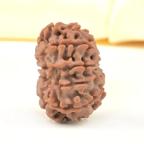 10_Mukhi_From_Nepal_Small_Cdxix