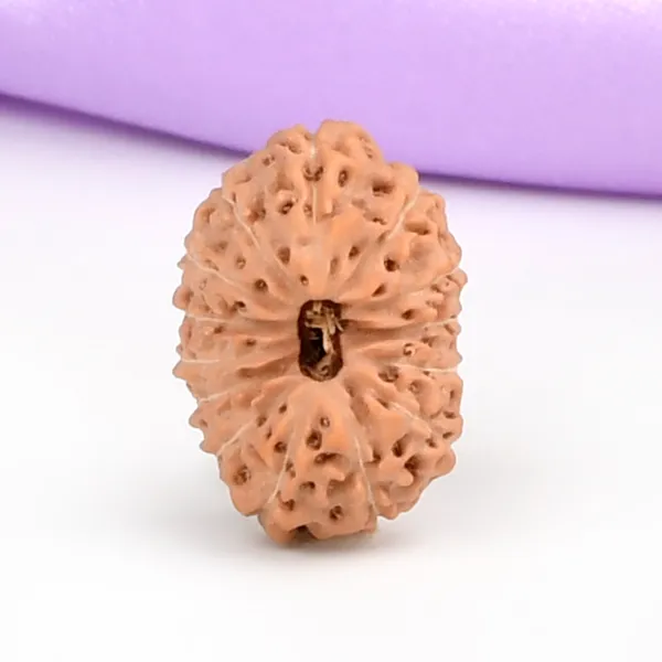 14_Mukhi_From_Java_Indonesia_Small_Cccl