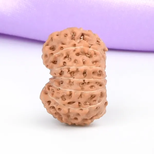14_Mukhi_From_Java_Indonesia_Small_Cccl
