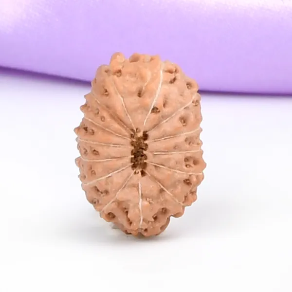 14_Mukhi_From_Java_Indonesia_Small_Cccl