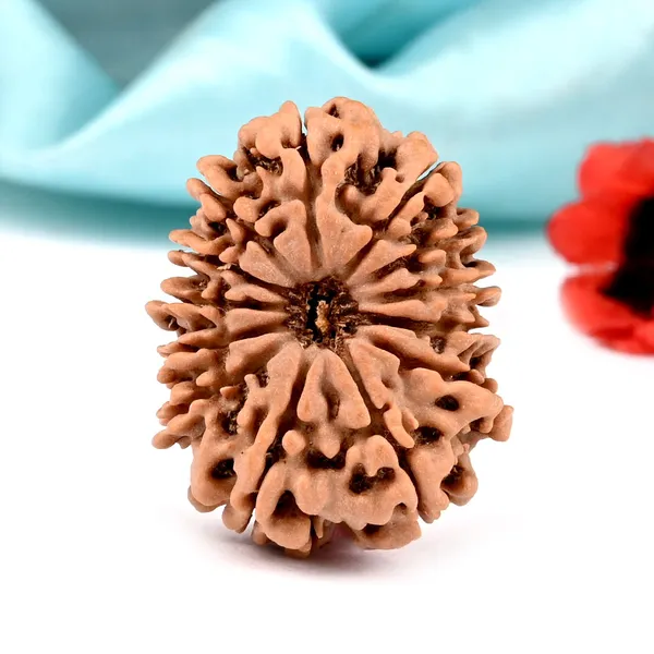 Techpandit_13_Mukhi_Nepal_Rudraksha_Bead