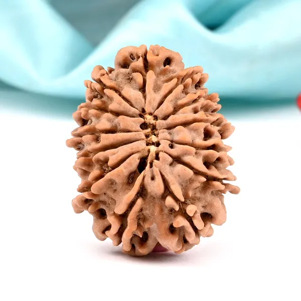 Techpandit_13_Mukhi_Nepal_Rudraksha_Bead