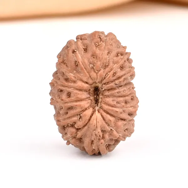 15_Mukhi_Java_Rudraksha_Bead_For_Emotional_Balance