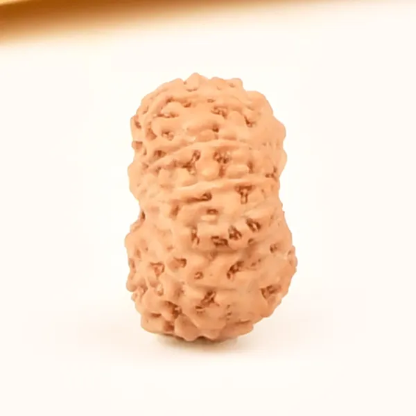 14_Mukhi_From_Java_Indonesia_Small_Ccclxxvii