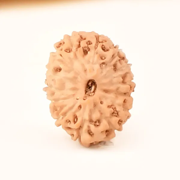 14_Mukhi_From_Java_Indonesia_Small_Ccclxxvii