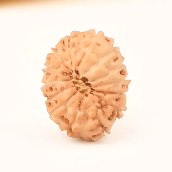 14_Mukhi_From_Java_Indonesia_Small_Ccclxxvii