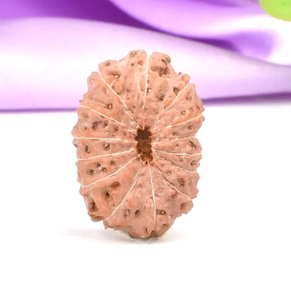 Techpandit_14_Mukhi_Rudraksha_Bead_Indonesia_Large