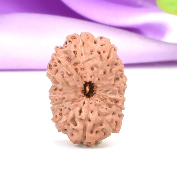 Techpandit_14_Mukhi_Rudraksha_Bead_Indonesia_Large