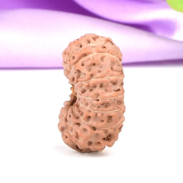 Techpandit_14_Mukhi_Rudraksha_Bead_Indonesia_Large