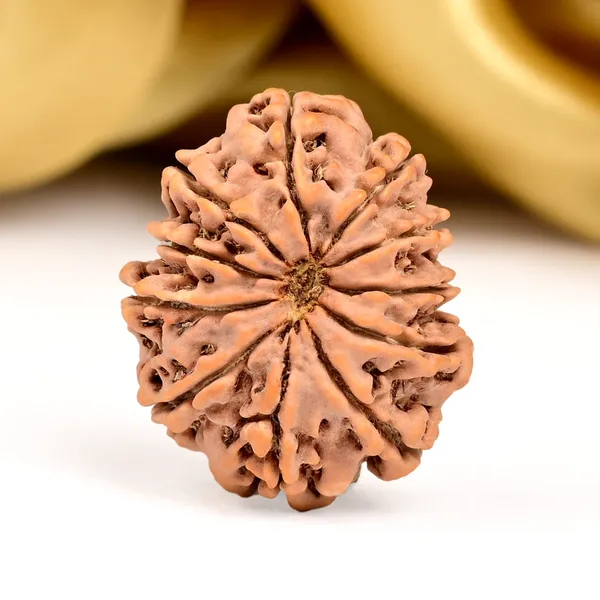 Techpandit_11_Mukhi_Nepal_Rudraksha_Bead