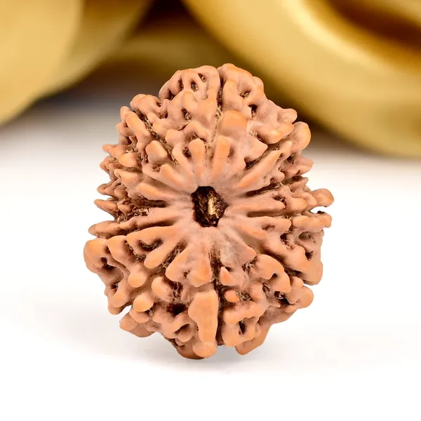 Techpandit_11_Mukhi_Nepal_Rudraksha_Bead