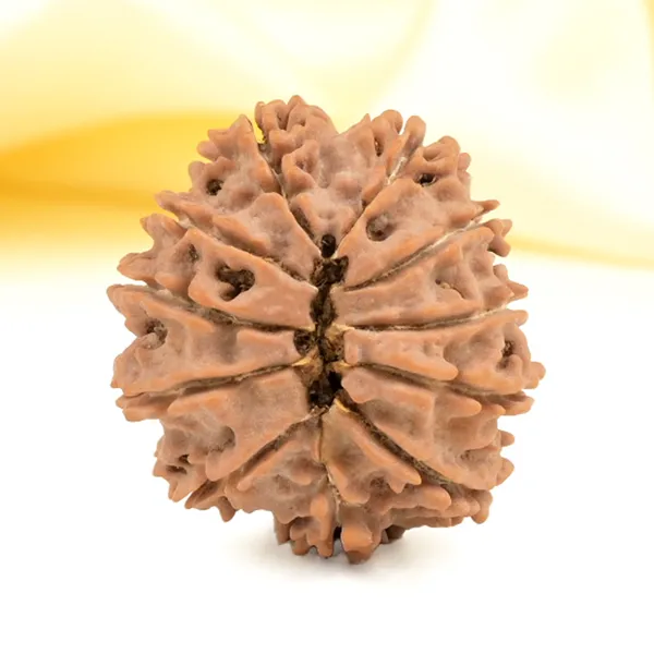 Techpandit_11_Mukhi_Rudraksha_Bead_Nepal_Origin