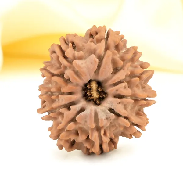 Techpandit_11_Mukhi_Rudraksha_Bead_Nepal_Origin