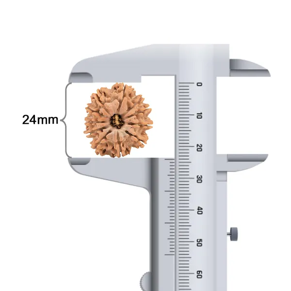 Techpandit_11_Mukhi_Rudraksha_Bead_Nepal_Origin
