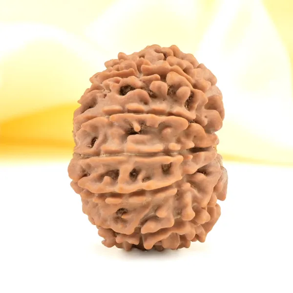 Techpandit_11_Mukhi_Rudraksha_Bead_Nepal_Origin
