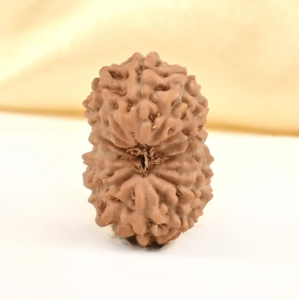 16_Mukhi_From_Java_Indonesia_Ccxli