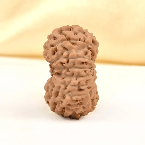 16_Mukhi_From_Java_Indonesia_Ccxli