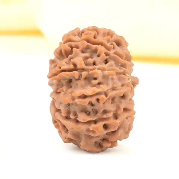 10_Mukhi_From_Nepal_Small_Cccxciii