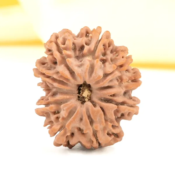 10_Mukhi_From_Nepal_Small_Cccxciii