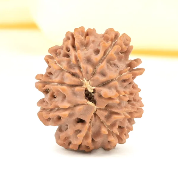 10_Mukhi_From_Nepal_Small_Cccxciii