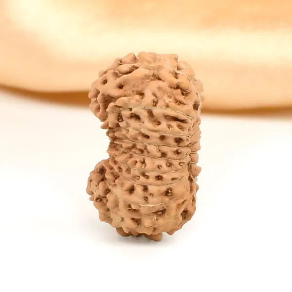 Techpandit_19_Mukhi_Rudraksha_Bead_Indonesia_Large