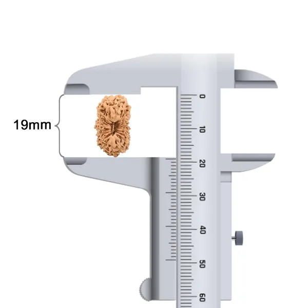 Techpandit_19_Mukhi_Rudraksha_Bead_Indonesia_Large