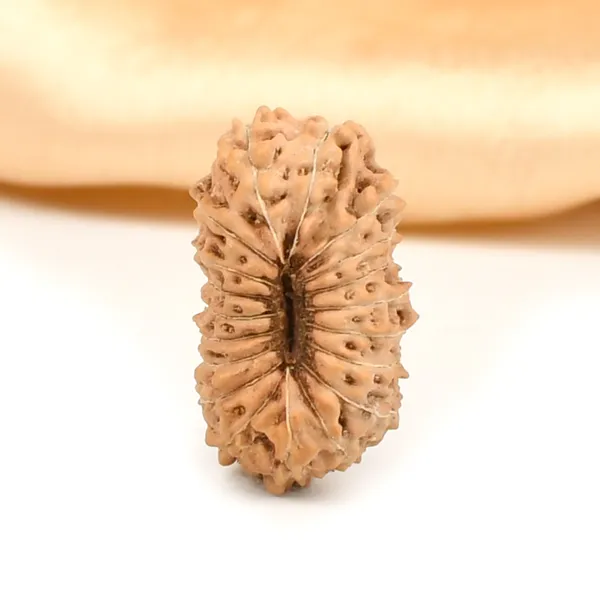 Techpandit_19_Mukhi_Rudraksha_Bead_Indonesia_Large