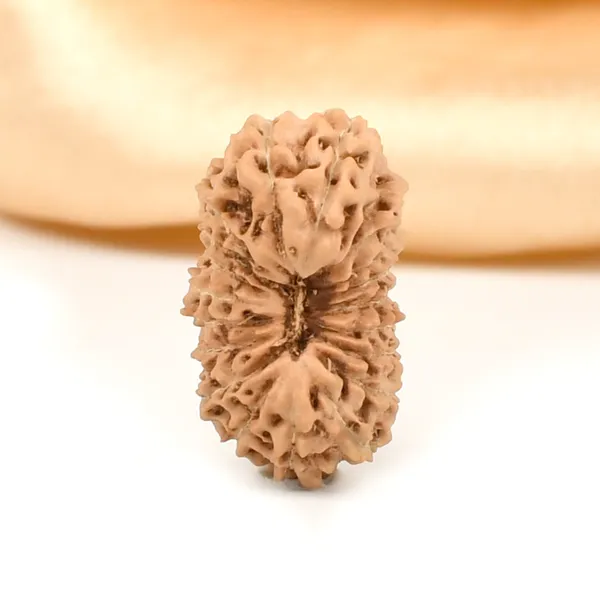 Techpandit_19_Mukhi_Rudraksha_Bead_Indonesia_Large