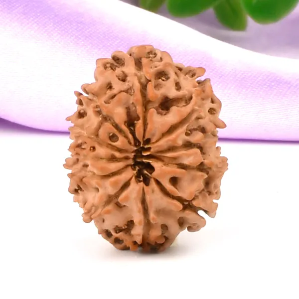 11_Mukhi_From_Nepal_Small_Cccxi