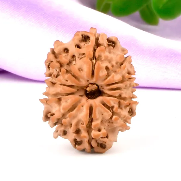 11_Mukhi_From_Nepal_Small_Cccxi