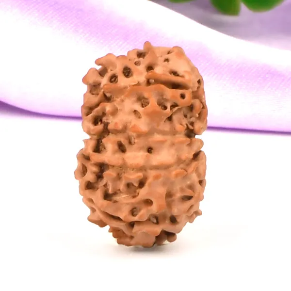 11_Mukhi_From_Nepal_Small_Cccxi