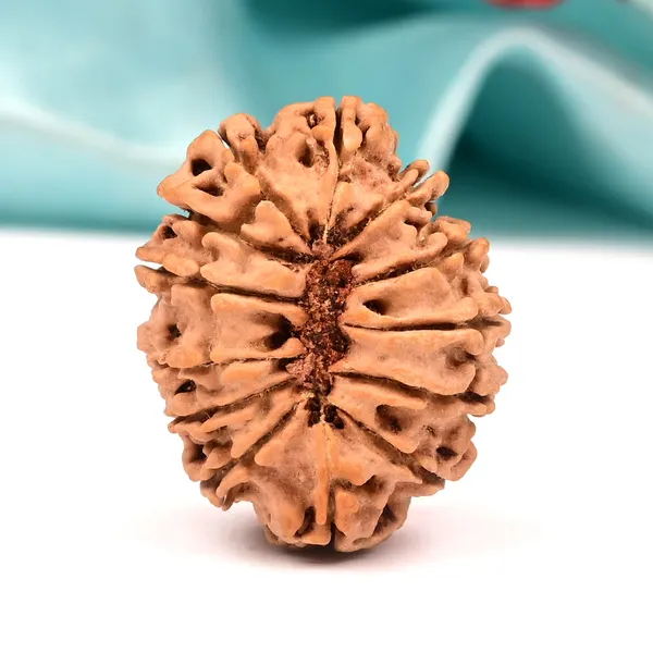 Techpandit_13_Mukhi_Nepal_Brown_Rudraksha_Bead