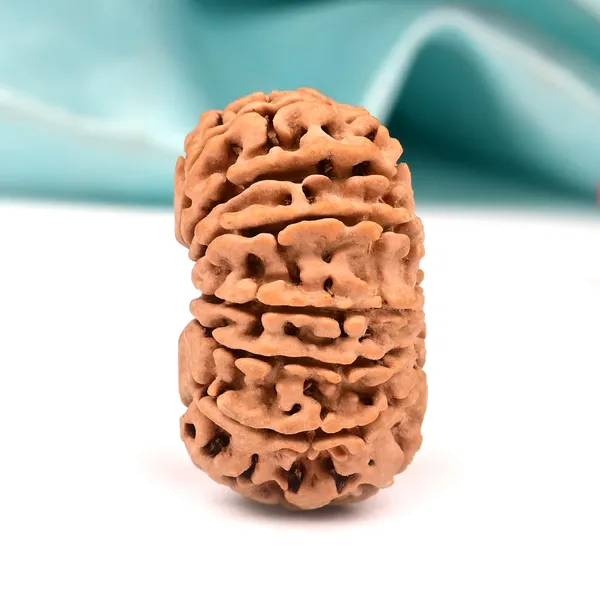 Techpandit_13_Mukhi_Nepal_Brown_Rudraksha_Bead
