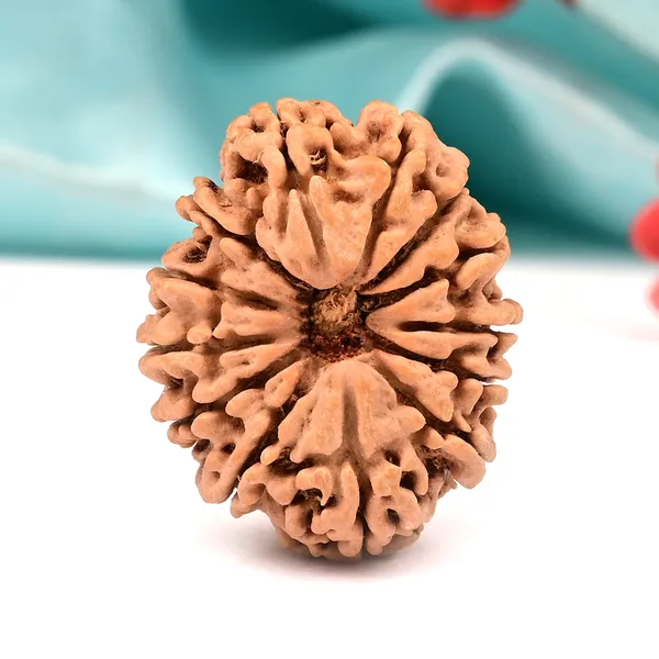 Techpandit_13_Mukhi_Nepal_Brown_Rudraksha_Bead