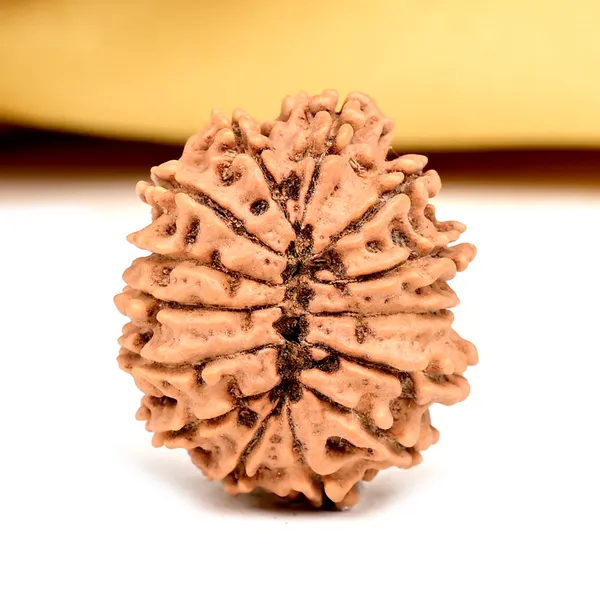 14_Mukhi_From_Nepal_Small_Ccxviii