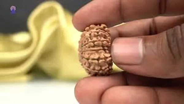 14_Mukhi_From_Nepal_Small_Ccxviii