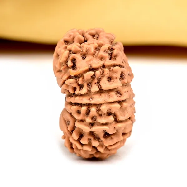 14_Mukhi_From_Nepal_Small_Ccxviii