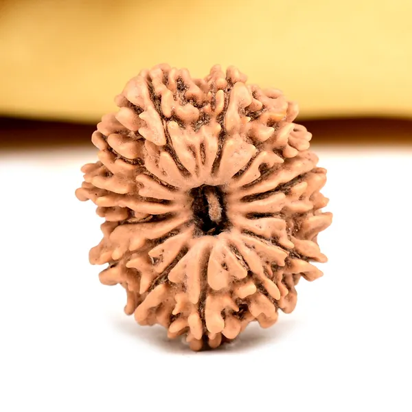 14_Mukhi_From_Nepal_Small_Ccxviii